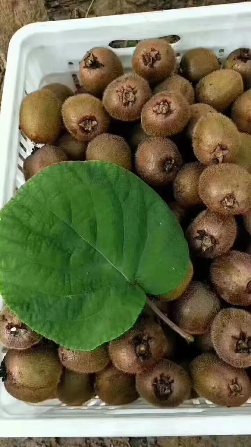 【精品】精品陕西眉县生态徐香猕猴桃，大量供应，欢迎采购