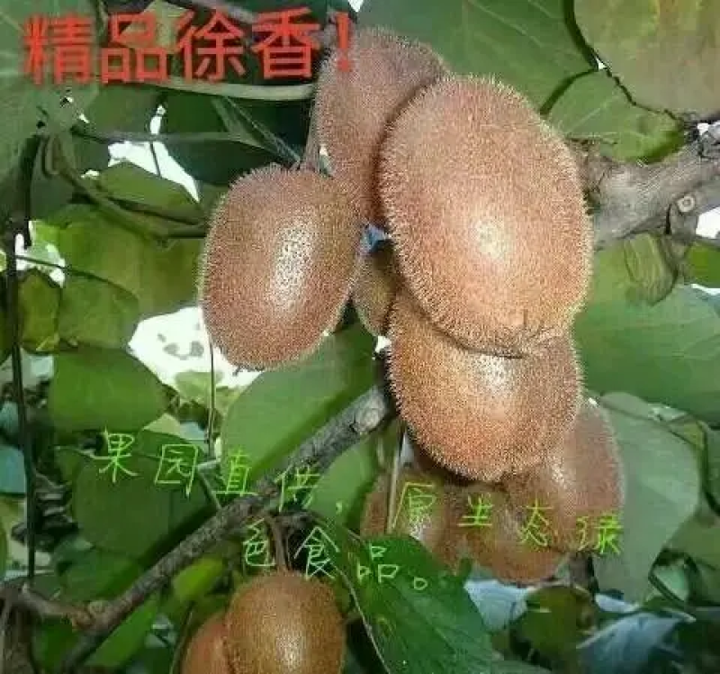 【精品】精品陕西眉县生态徐香猕猴桃，大量供应，欢迎采购