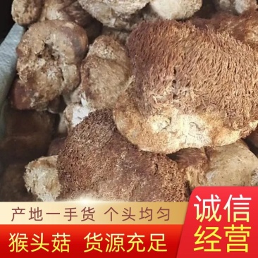 精品猴头菇，黑龙江产地发货，质量保证货源充，欢迎电联下单