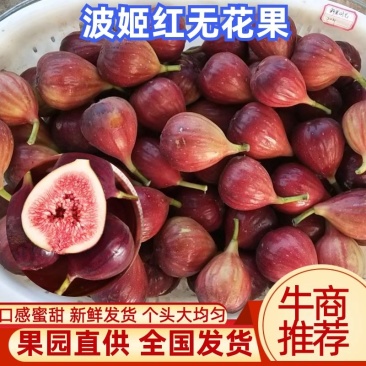 无花果基地直发口感蜜甜个头大一手货源可视频看货欢迎咨询