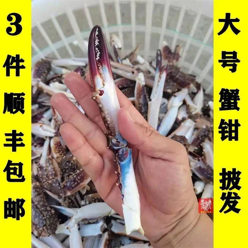 大蟹钳，三斤顺丰包邮，产地发货，质量保证，欢迎联系