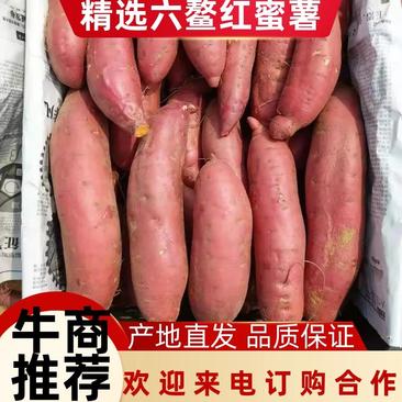 六鳌红蜜薯货源稳定走货快大量供应商超批发市场