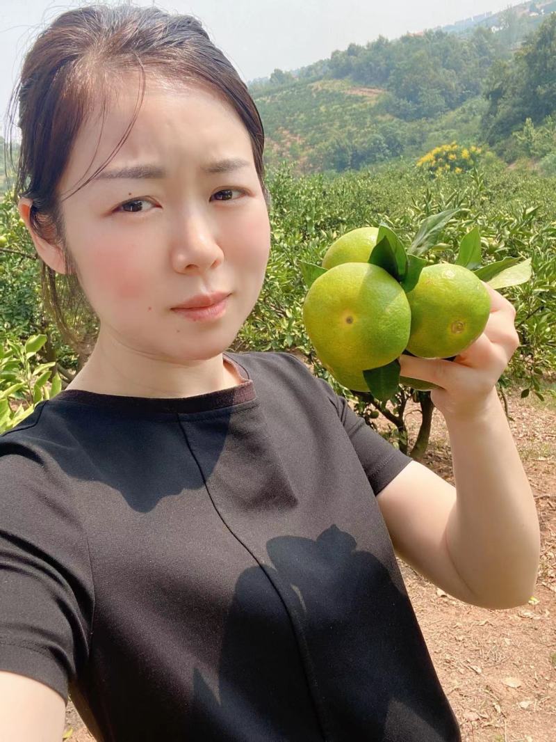 蜜橘柑桔产地现摘现发可视频看货欢迎咨询