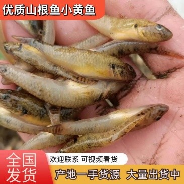 优质山坑鱼小黄鱼基地直发，一手货源，价格合理欢迎来电
