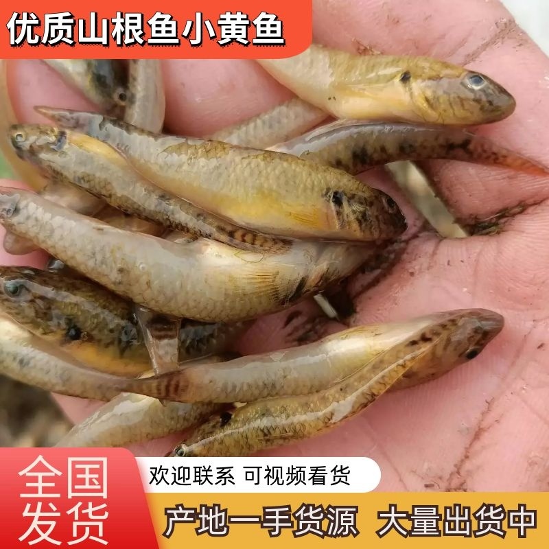 优质山坑鱼小黄鱼基地直发，一手货源，价格合理欢迎来电