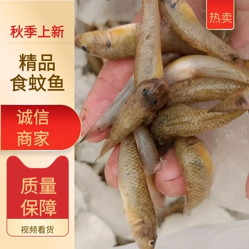 大量供应山坑鱼基地直发一手货源，速冻鲜货包邮