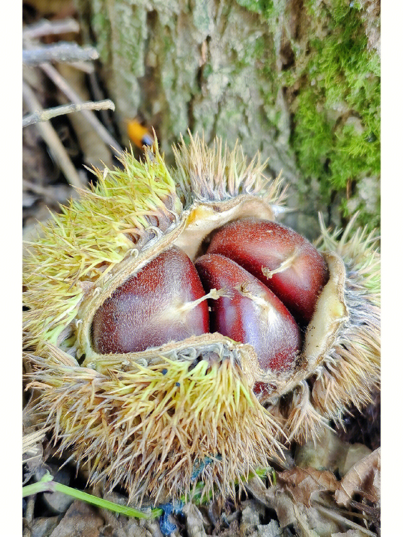 大油栗板栗苗抗旱奶冻产量高存活率高现挖现发