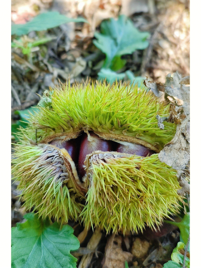 大油栗板栗苗抗旱奶冻产量高存活率高现挖现发