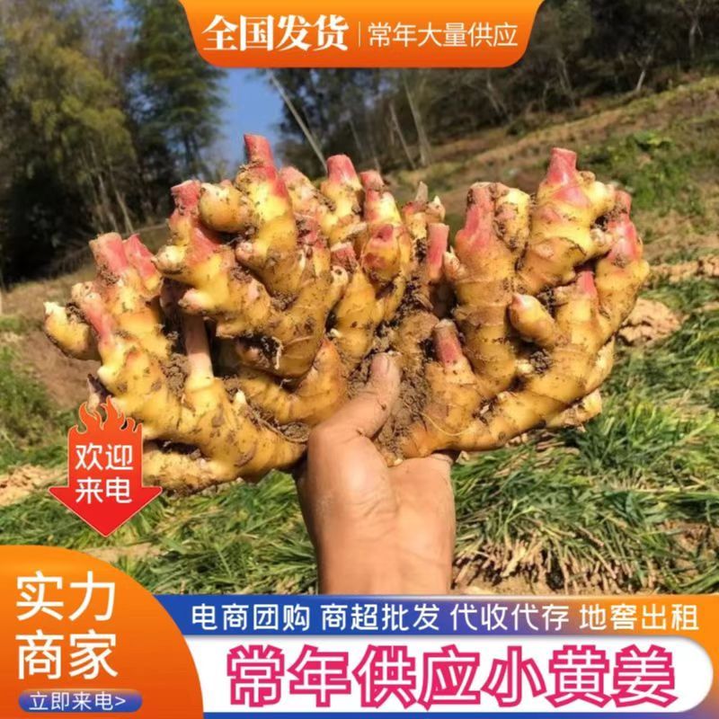 小黄姜河南生姜品种齐全【鲜姜代存代收】坏烂包赔