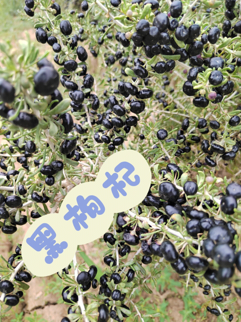 黑果枸杞苗当年结果现挖现发挂果快死苗补发