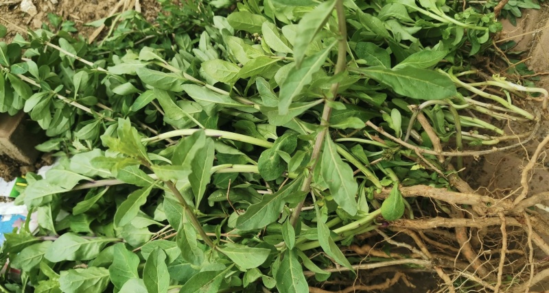 截萼枸杞苗存活率高挂果快现挖现发保湿发货