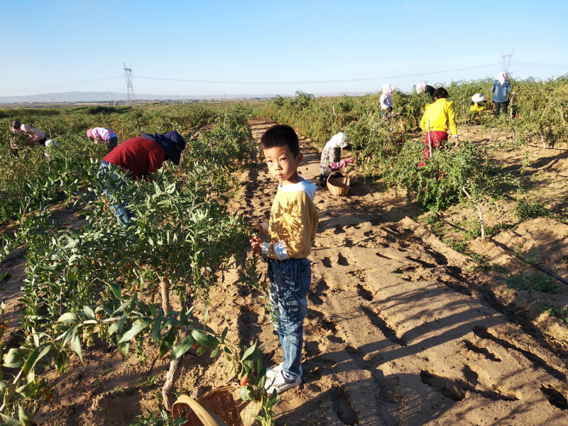 宁夏枸杞苗抗旱抗冻现挖现发挂果快早熟品种