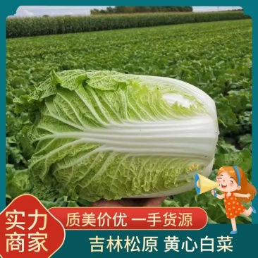 黄心白菜，吉林松原产地，货源充足，批发价对接市场