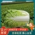 黄心白菜，吉林松原产地，货源充足，批发价对接市场