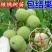 9818核桃苗核桃苗根系发达丰产性好果子脆甜