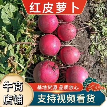 红萝卜，红皮萝卜，个头均匀，颜色鲜亮，适合市场商超