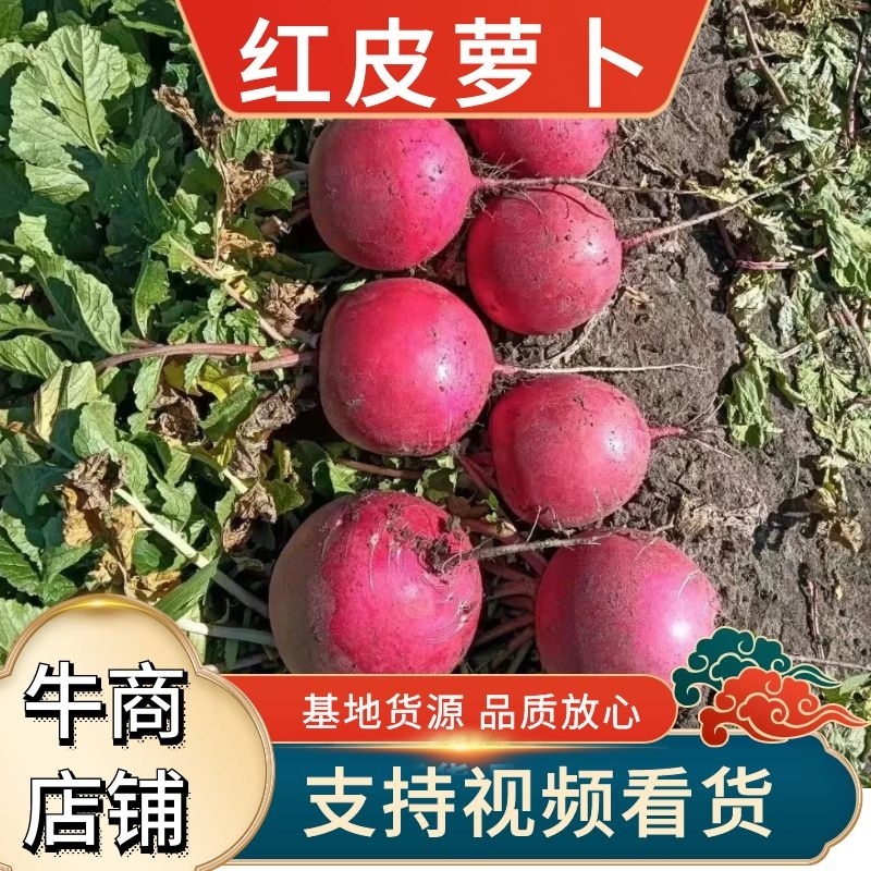 红萝卜，红皮萝卜，个头均匀，颜色鲜亮，适合市场商超