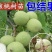 新新2号核桃苗核桃苗根系发达丰产性好现挖现发
