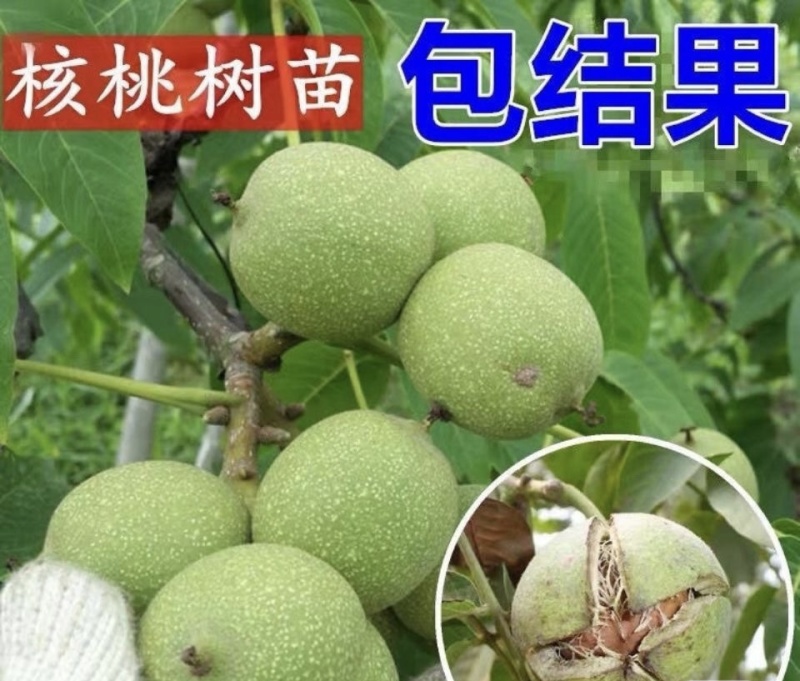 新新2号核桃苗核桃苗根系发达丰产性好现挖现发