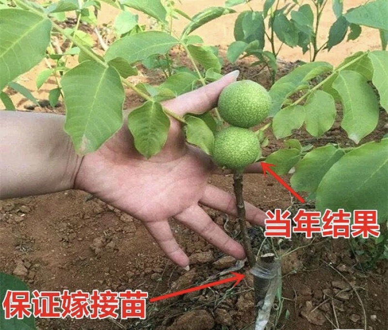 8518核桃树苗核桃苗根系发达丰产性好果子脆甜