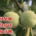 8518核桃树苗核桃苗根系发达丰产性好果子脆甜
