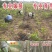 8518核桃树苗核桃苗根系发达丰产性好果子脆甜