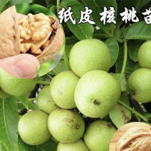 纸皮核桃树苗核桃苗根系发达丰产性好果子脆甜