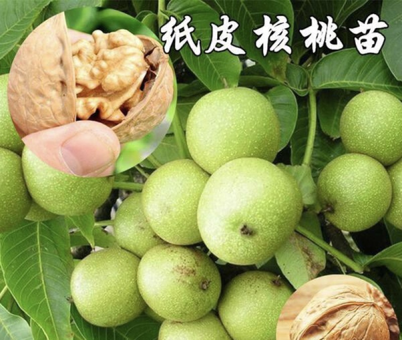 纸皮核桃树苗核桃苗根系发达丰产性好果子脆甜