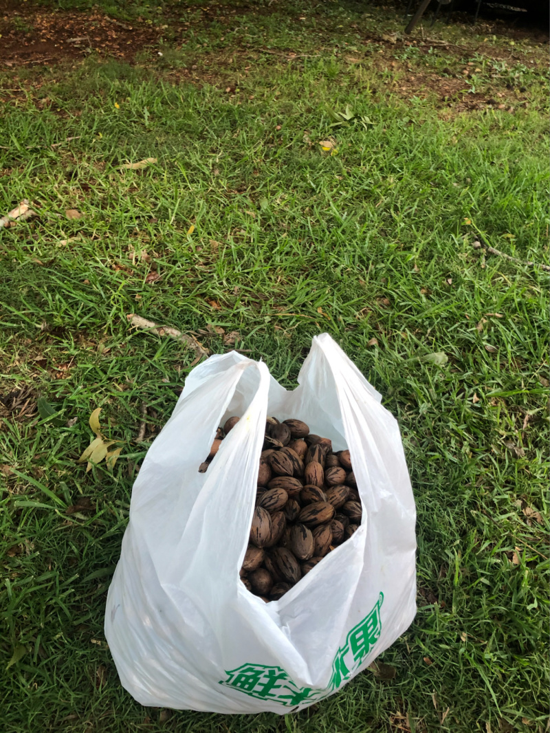 碧根果苗核桃碧根果苗根系发达丰产性好