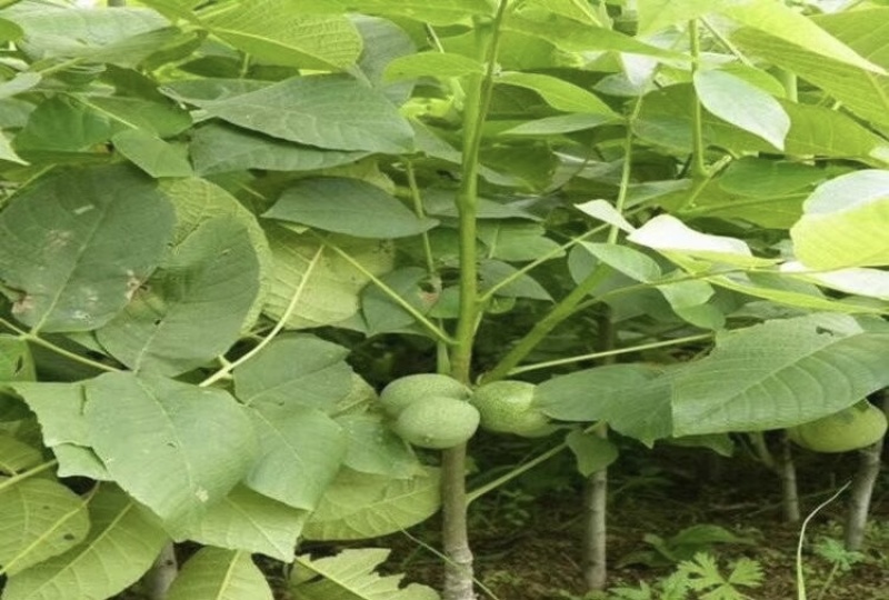 香玲核桃树苗核桃苗根系发达丰产性好果子脆甜