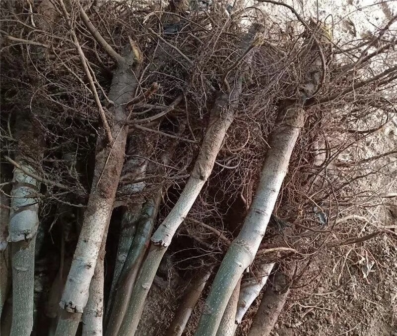 香玲核桃树苗核桃苗根系发达丰产性好果子脆甜