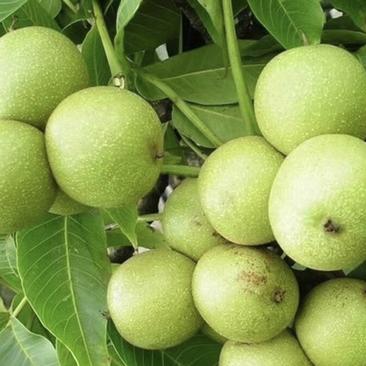香玲核桃树苗核桃苗根系发达丰产性好果子脆甜