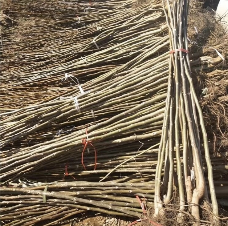 香玲核桃树苗核桃苗根系发达丰产性好果子脆甜