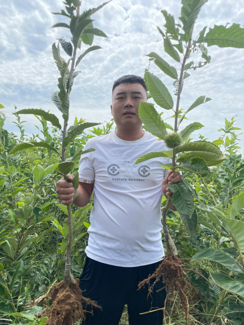 大红袍板栗树苗板栗苗根系发达丰产性好现挖保湿发货