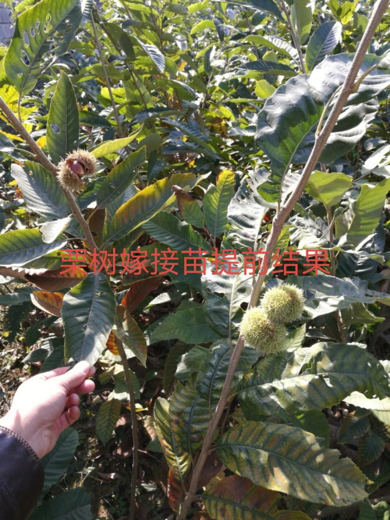 大红袍板栗树苗板栗苗根系发达丰产性好现挖保湿发货
