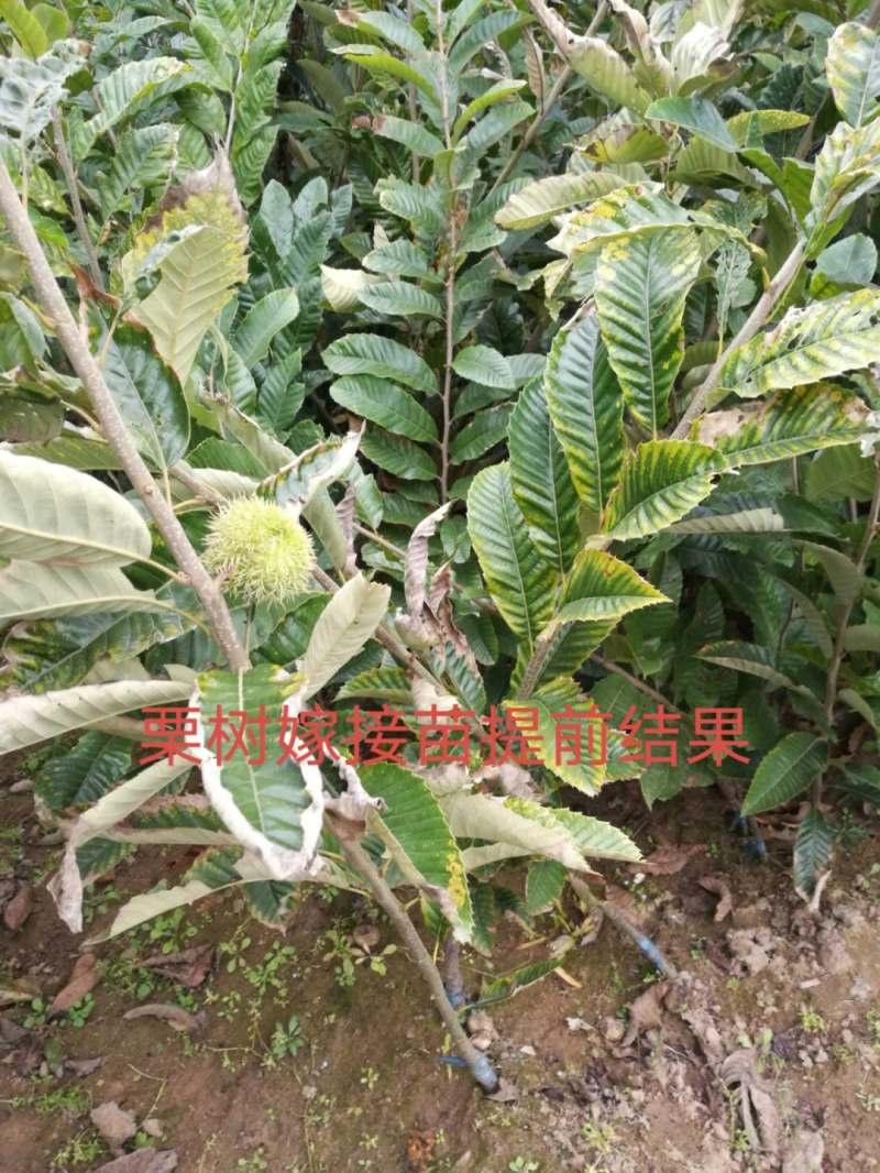 大红袍板栗树苗板栗苗根系发达丰产性好现挖保湿发货