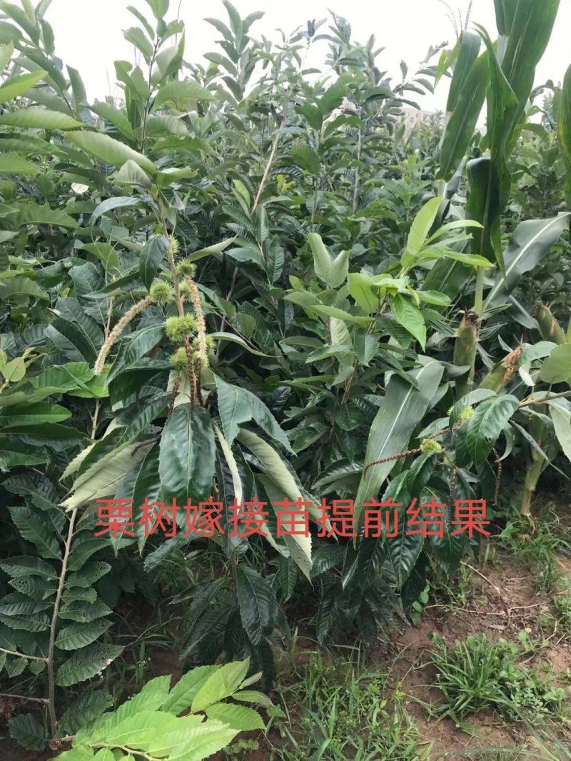 大红袍板栗树苗板栗苗根系发达丰产性好现挖保湿发货