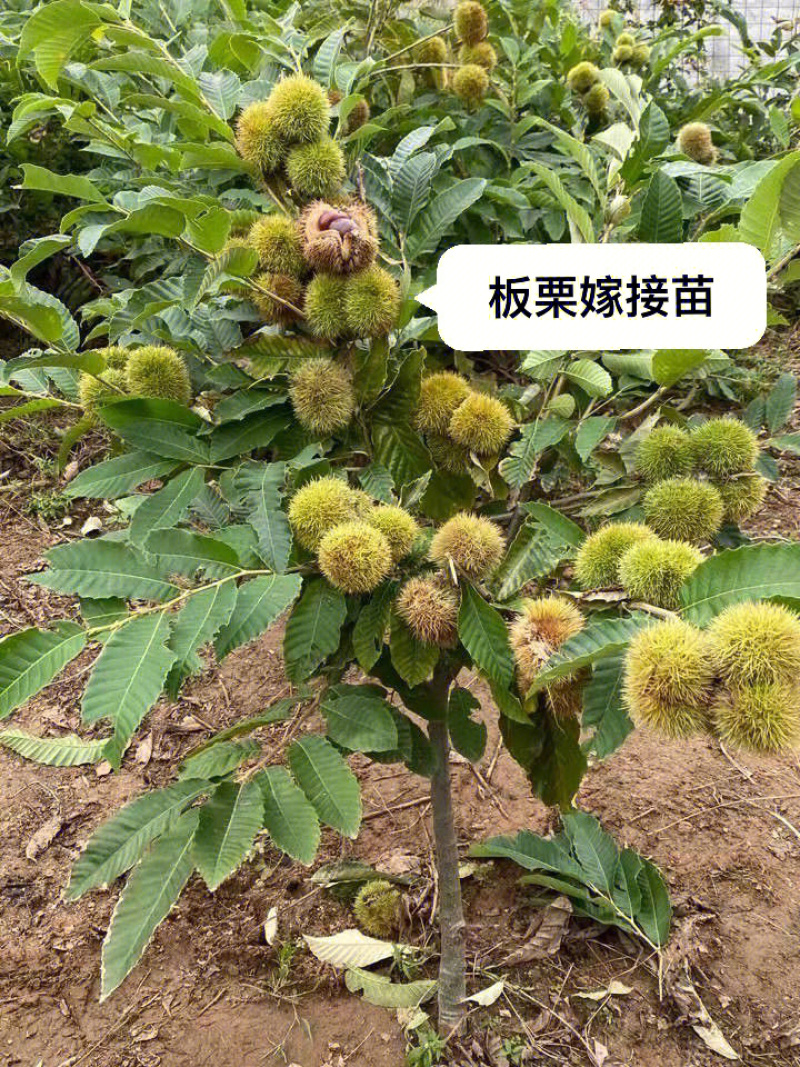 迁西板栗树苗板栗苗根系发达丰产性好现挖保湿发货