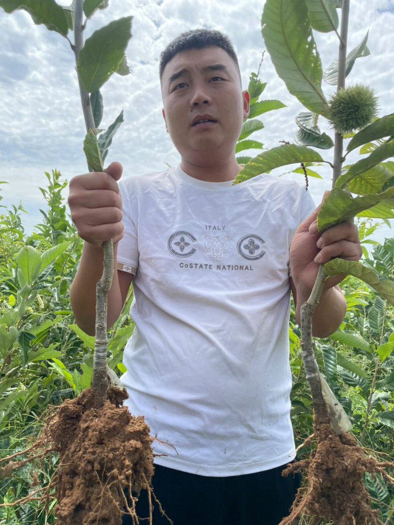 大红袍板栗苗板栗苗根系发达丰产性好现挖现发