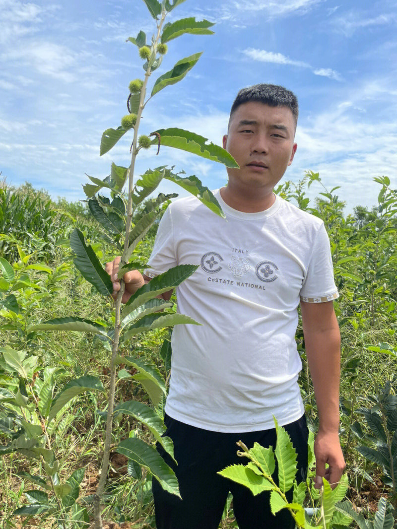 大红袍板栗苗板栗苗根系发达丰产性好现挖现发