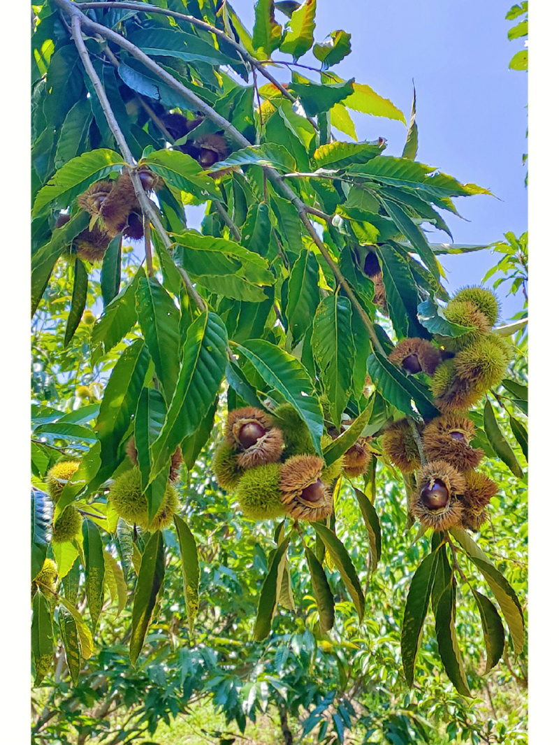 大油栗板栗苗板栗苗根系发达丰产性好现挖现发