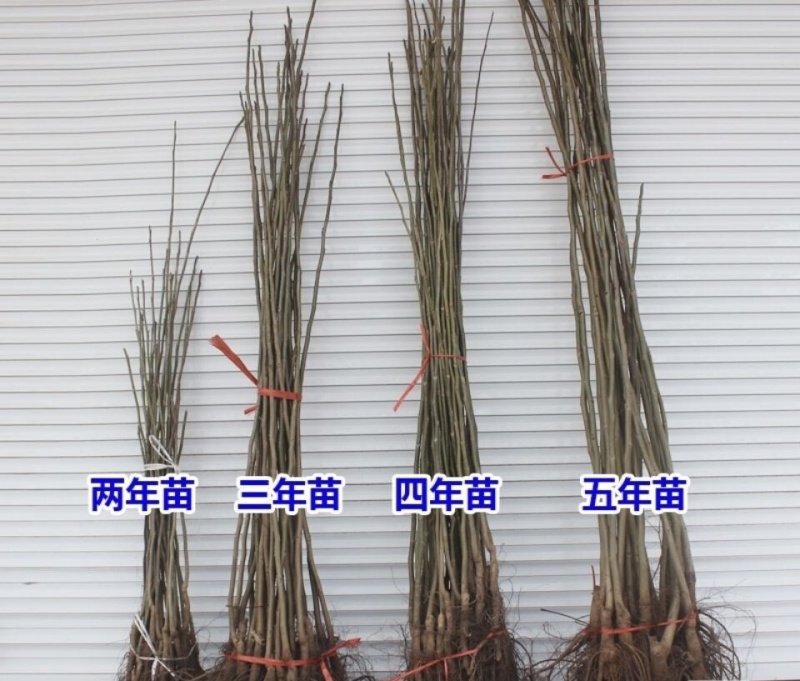 8518核桃苗抗旱耐冻现挖现发量大优惠死苗补发
