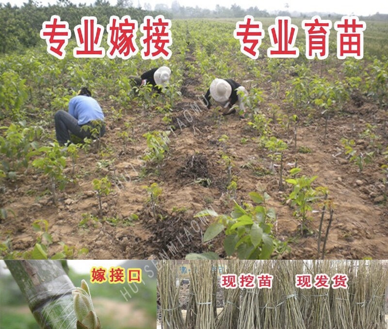8518核桃苗抗旱耐冻现挖现发量大优惠死苗补发