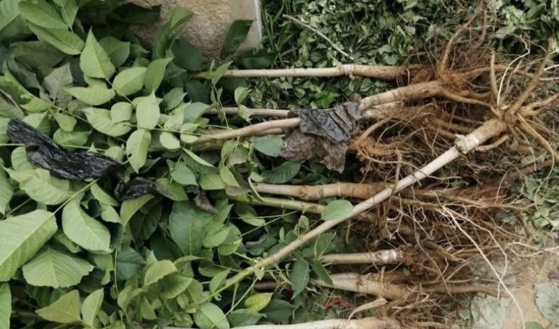 8518核桃苗抗旱耐冻现挖现发量大优惠死苗补发
