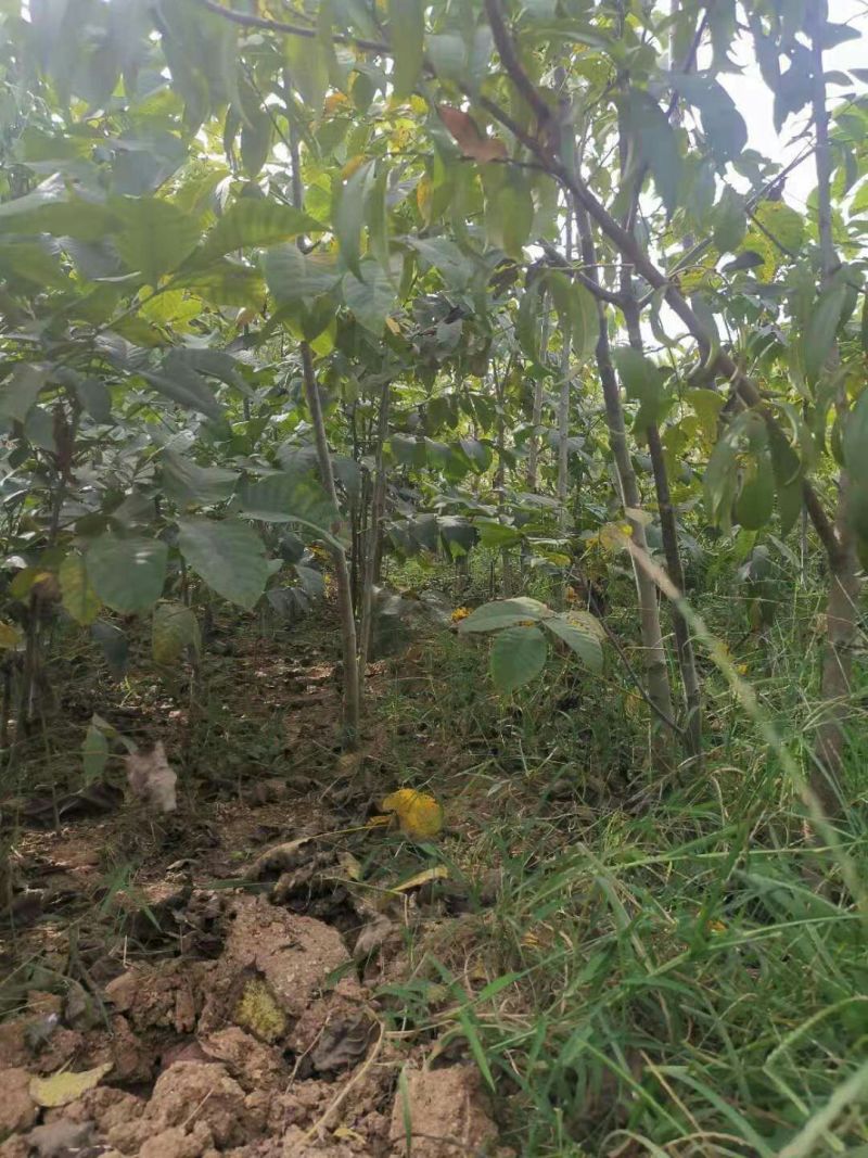 8518核桃苗抗旱耐冻现挖现发量大优惠死苗补发