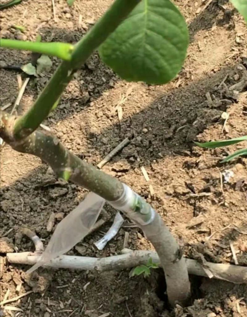 8518核桃苗抗旱耐冻现挖现发量大优惠死苗补发