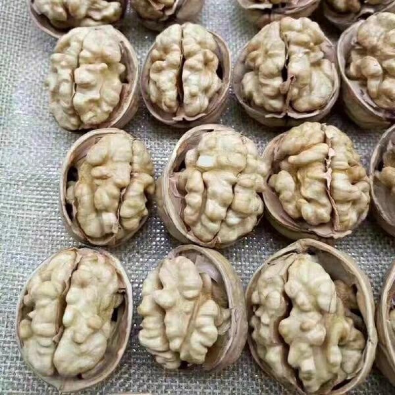 9818核桃苗存活率高保湿发货好管理产量高挂果快