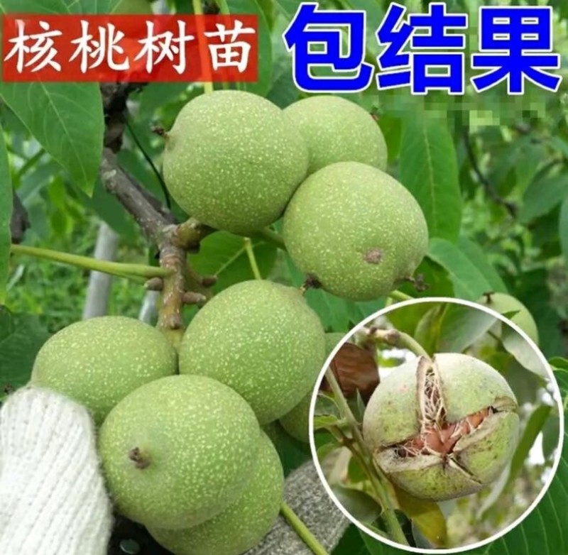 9818核桃苗存活率高保湿发货好管理产量高挂果快