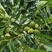 碧根果苗结果多多根系发达产量高保湿发货死苗补发