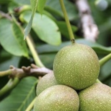 香玲核桃苗抗旱耐冻现挖现发量大优惠挂果快